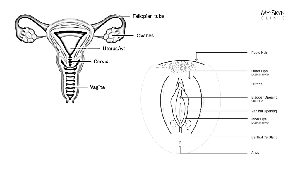 Diagram Of Vagina Female Anatomy SKRW